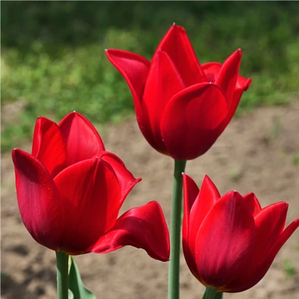 Tulipán Kingsblood cibuľky - cibuľoviny z Holandska - 3 ks