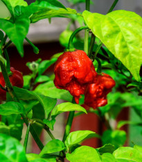 Chilli Carolina Reaper - Capsicum chinense - semená chilli - 5 ks