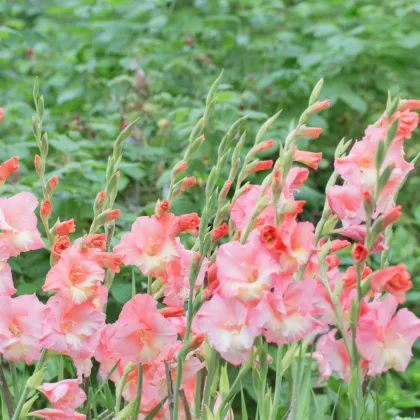 Gladiola ružová Wine and Roses - Gladiolus - hľuzy gladioly - 3 ks