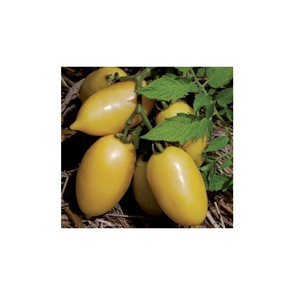 Paradajka Párok - Lycopersicon esculentum - semená paradajky -  6 ks