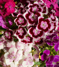 Klinček bradatý plnokvetý - Dianthus barbatus - semená klinčeka - 250 ks