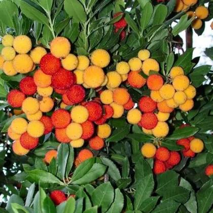 Planika obyčajná - Arbutus unedo - semená jahodovca - 5 ks