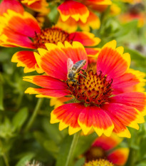 Kokarda osinatá veľkokvetá zmes - Gaillardia aristata - semená - 0,3 g