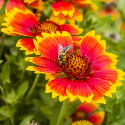 Kokarda osinatá veľkokvetá zmes - Gaillardia aristata - semená - 0,3 g