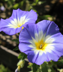 Pupenec trojfarebný Royal Ensign - predaj semien - Convolvulus tricolor - 0,7 gr