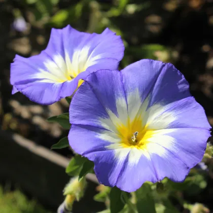 Pupenec trojfarebný Royal Ensign - predaj semien - Convolvulus tricolor - 0,7 gr