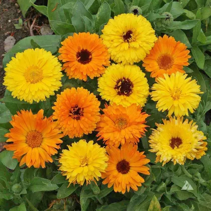 Nechtík lekársky Pacific Beauty zmes - Calendula officinalis - semená nechtíka - 30 ks