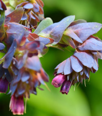 Voskovka väčšia Hoya - Cerinthe major purpurescens - 5 Ks