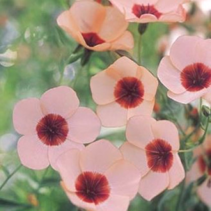 Ľan veľkokvetý Charmer Salmon - Linum grandiflorum - semená - 20 ks