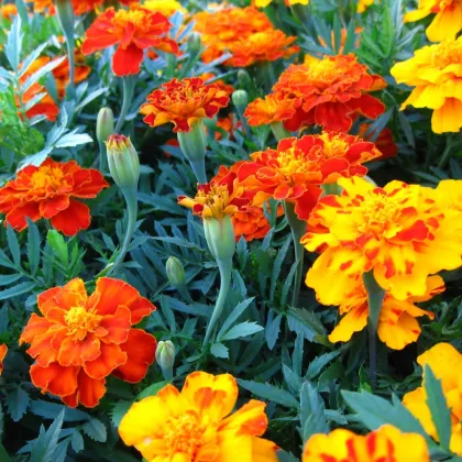 Aksamietnica rozložitá Bolero - Tagetes patula nana - semená Aksamietnice - 0,3 g