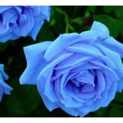 Ruža popínavá svetlo modrá - Rosa - semená ruží - 5 ks