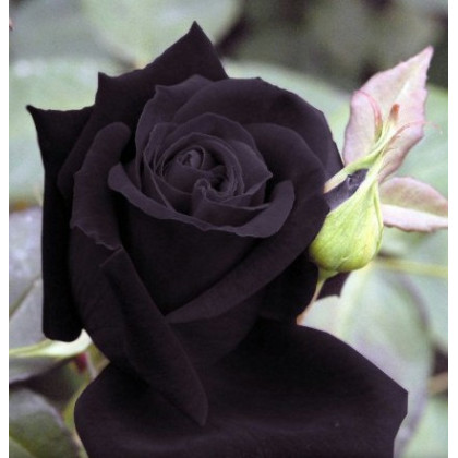 Ruža čierna Maroon - Roda - semená ruží - 5 ks