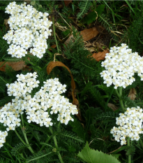 Rebríček obyčajný Yarrow - Achillea millefolium - semená - 200 ks