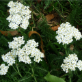 Rebríček obyčajný Yarrow - Achillea millefolium - semená - 200 ks