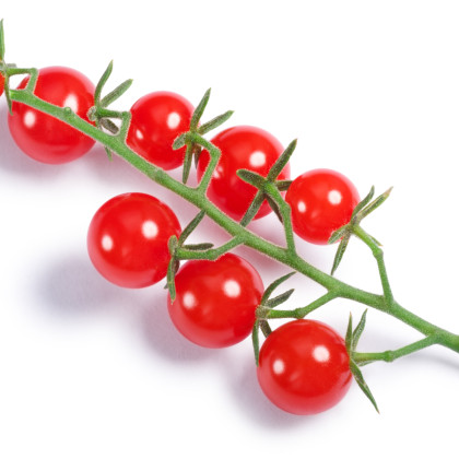 Divoké paradajka Sweet Pea - Solanum pimpinellifolium - semená paradajky - 6 ks