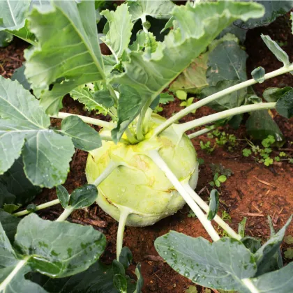 Kaleráb biely neskorý Gigant - Brassica oleracea - semená kalerábu - 100 ks