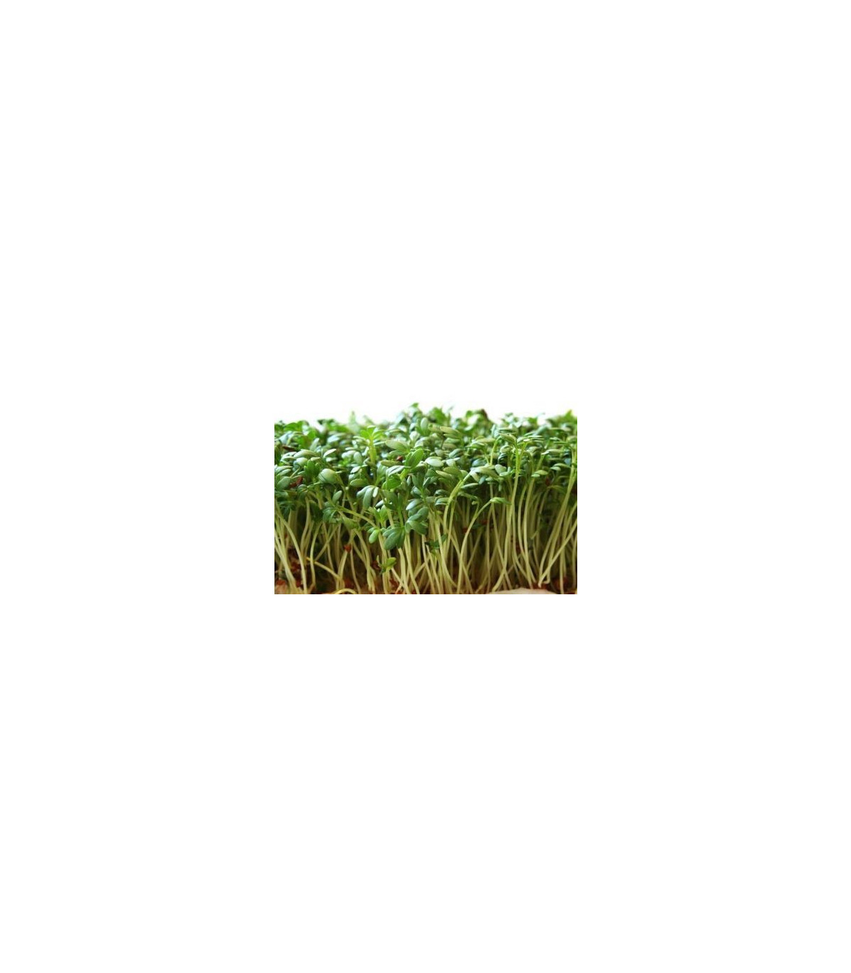 Žerucha zahradná - Lepidium sativum - semená žeruchy - 2,5 g