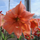 Zornica Rilona - Hiippeastrum - cibuľoviny - 1 ks