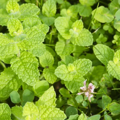 Mäta jablčná - Mentha rotundifolia - semená mäty - 25 ks