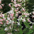 Šalvia šarlátová Hummingbird - Salvia coccinea - semená - 10 ks