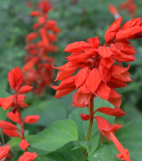 Šalvia ohnivá - Salvia splendens - semená - 40 ks