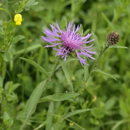 Nevädza Lesser Knapweed - Centaurea nigra - semená - 120 ks