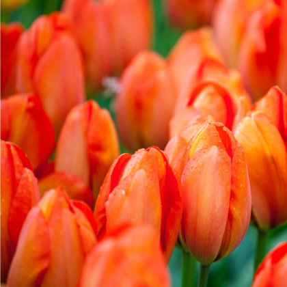 Tulipán Orange Brilliant - predaj cibuľovín - holandské tulipány - 3 ks