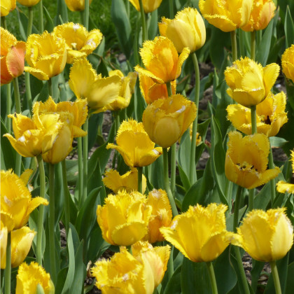 Tulipán Crispy Gold - Tulipa - cibuľoviny - 3 ks