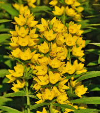 Čerkáč obyčajný - Lysimachia vulgaris - semená čerkáča - 200ks