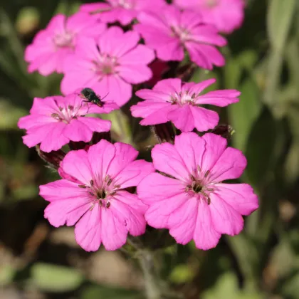 Kukučka alpská - Lychnis alpina - semená - 20 ks