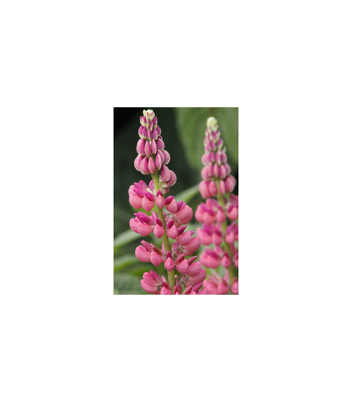 Vlčí bôb ružový - Lupina mnoholistá - Lupinus polyphyllus - semená vlčieho bôbu - 30 ks