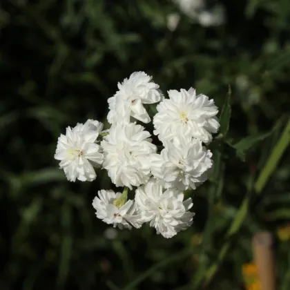 Rebríček bertrámový Perla - Achillea ptarmica - semená - 200 ks