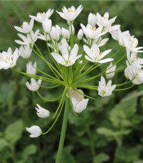 Okrasný cesnak - Allium neapolitanum - cibuľoviny - 3 ks