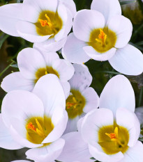 Krókus Ard Schenk - Crocus chrysanthus - hľuzy krókusu - 3 ks