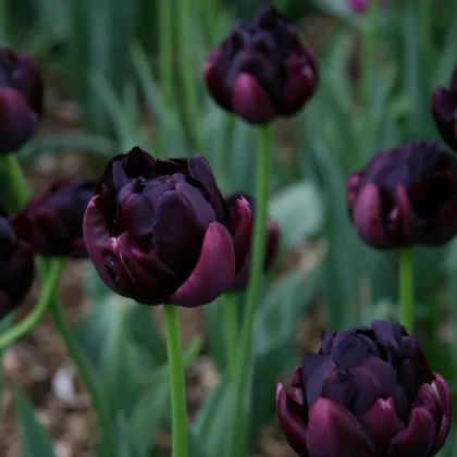 Tulipán Black Hero - predaj cibuľovín - holandské tulipány - 3 ks