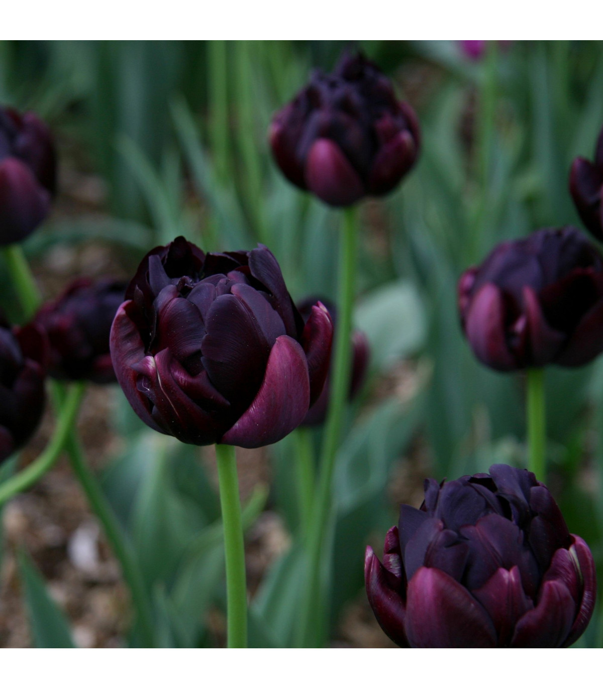 Tulipán Black Hero - predaj cibuľovín - holandské tulipány - 3 ks