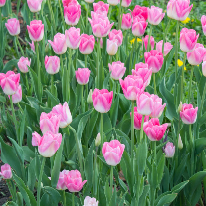 Tulipán Dynasty - predaj cibuľovín - holandské tulipány - 3 ks