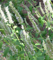 Yzop lekársky biely - Hyssopus officinalis - semená yzopu - 100 ks