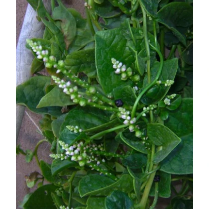 Malabarský špenát - Basella alba - semená - 0,5 g