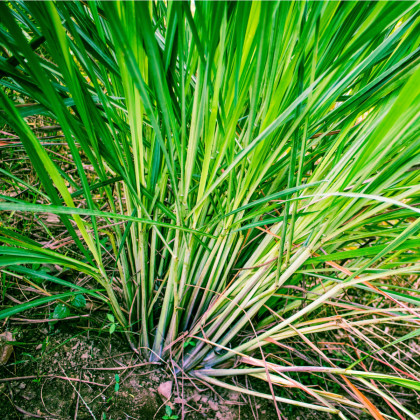 Citrónová tráva - Cymbopogon flexuosus - semená citrónovej trávy - 0,1 g
