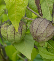 Machovka dužnoplodá - Physalis philadelphica - semená machovky - 5 ks