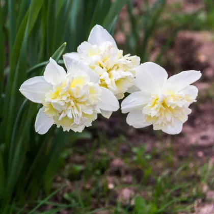 Narcis Ice King - predaj cibuľovín - plnokveté narcisy - 3 ks