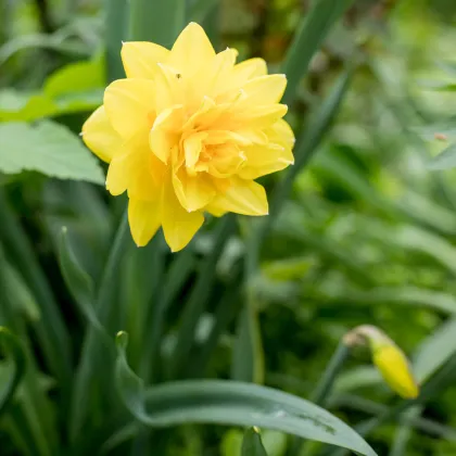 Narcis Golden Ducat - predaj cibuľovín - plnokveté narcisy - 3 ks