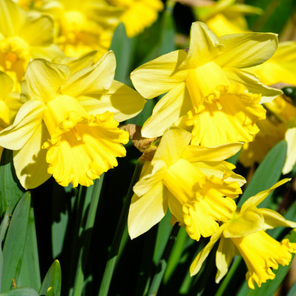 Narcis Goblet - Narcissus L. - cibuľoviny - 3 ks