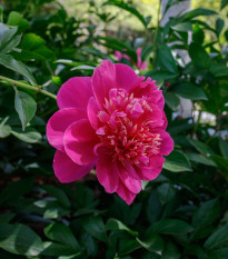 Pivónia Big Ben - Paeonia lactiflora - hľuzy pivónie - 1 ks