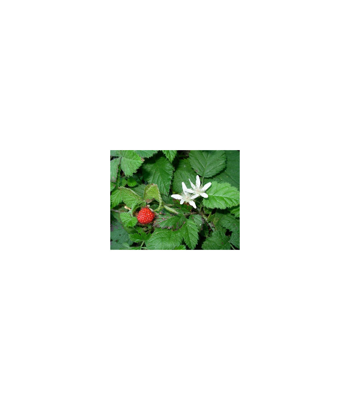 Ostružník nutkajský - Rubus parviflorus - semená ostružníka - 5 ks