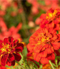 Aksamietnica rozložitá Carmen - Tagetes patula nana - semená Aksamietnice - 0,3 g