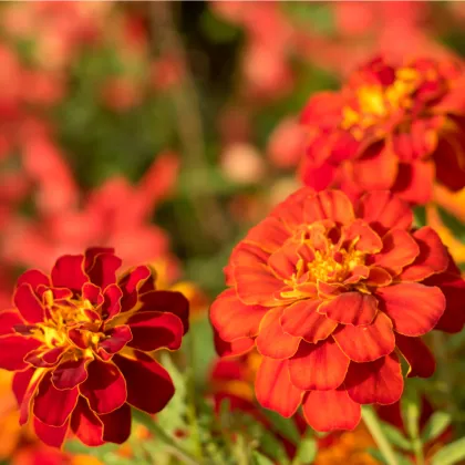 Aksamietnica rozložitá Carmen - Tagetes patula nana - semená Aksamietnice - 0,3 g