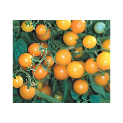 Divá paradajka žltá - Lycopersicon pimpinellifolium - predaj semien divých paradajok - 6 ks