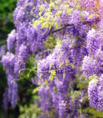 Vistéria čínska - Wisteria sinensis - semená vistérie - 2 ks